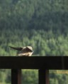Un oiseau